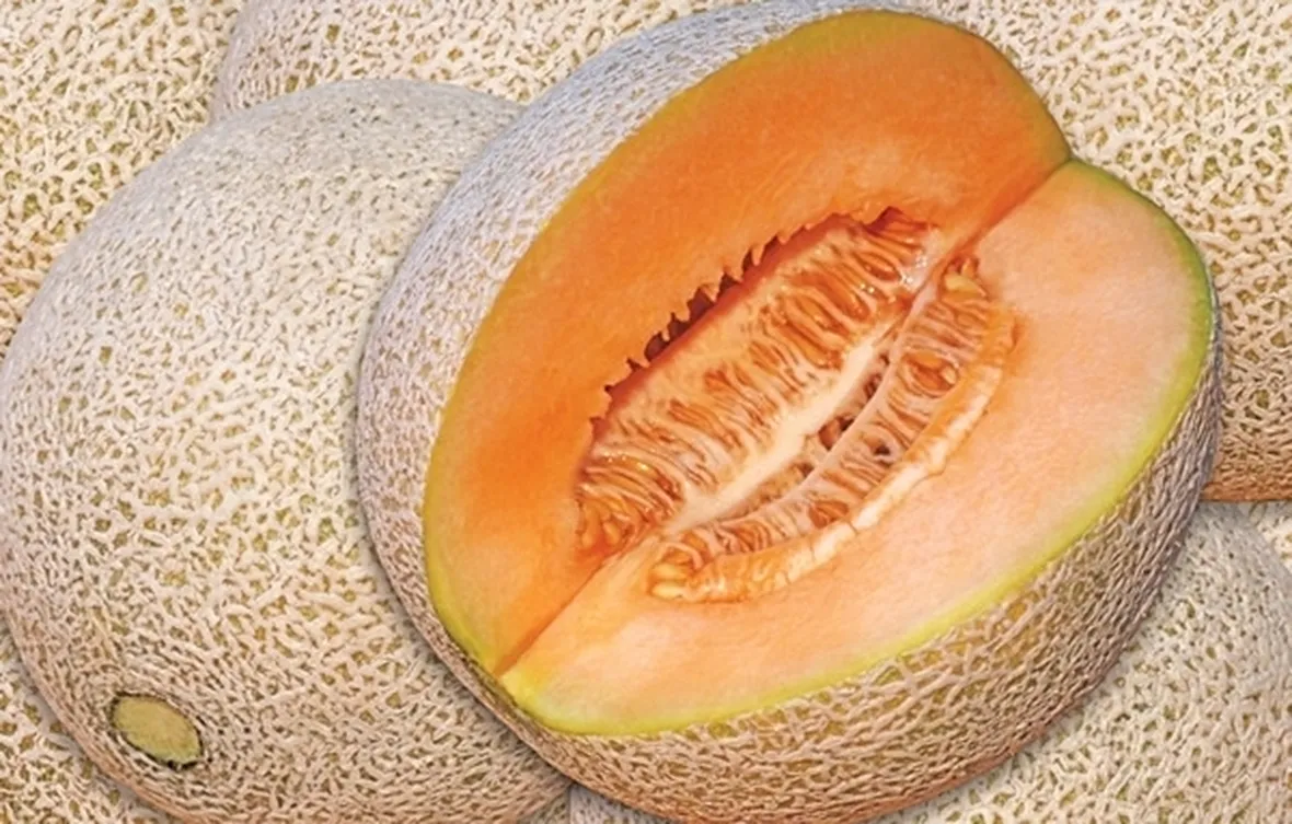 Melone-23