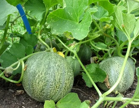 Melone-27