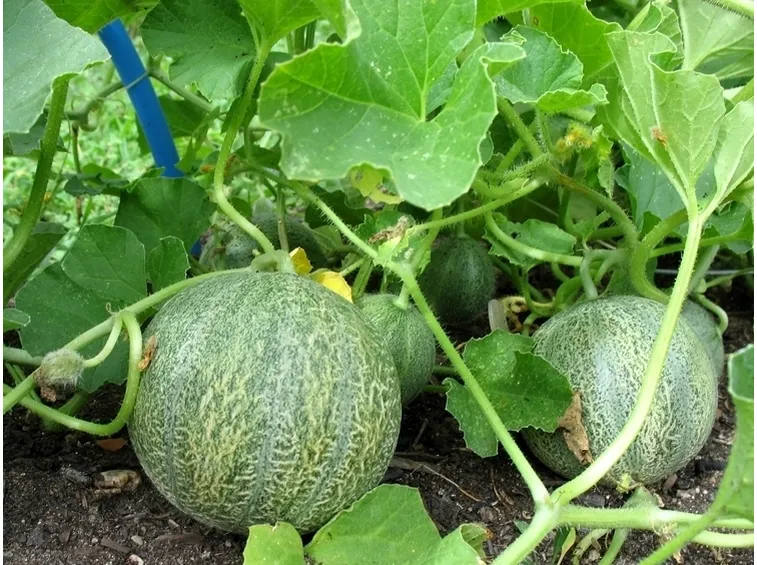 Melone-27