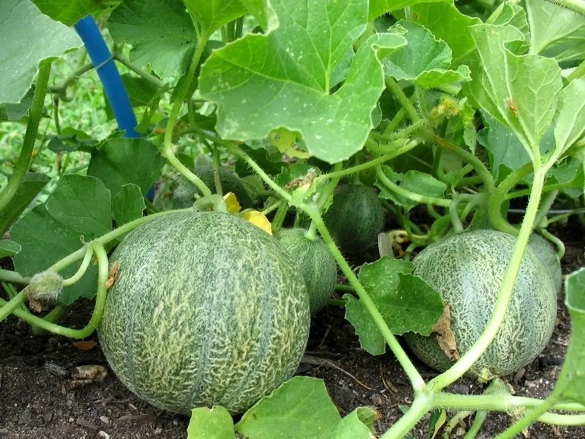 Melone-27