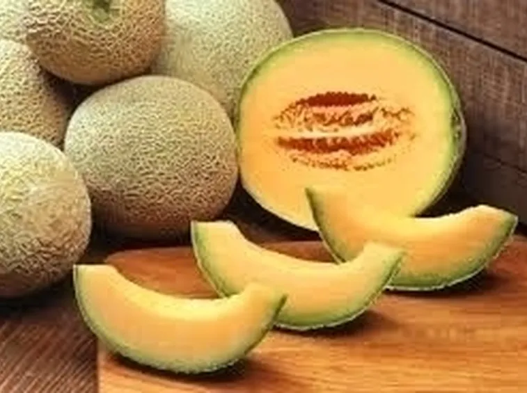 Melone-28