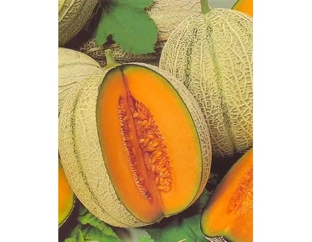 Melone-29