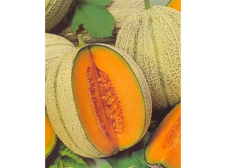 Melone-29