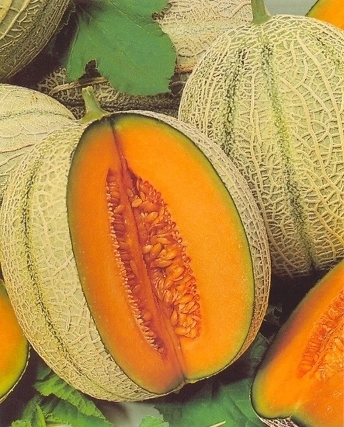 Melone-29