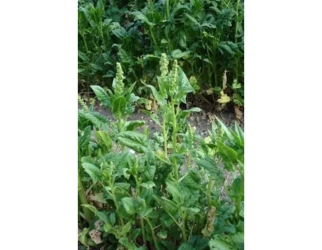 Origine e storia degli spinaci
