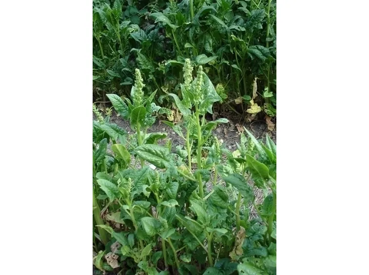 Origine e storia degli spinaci