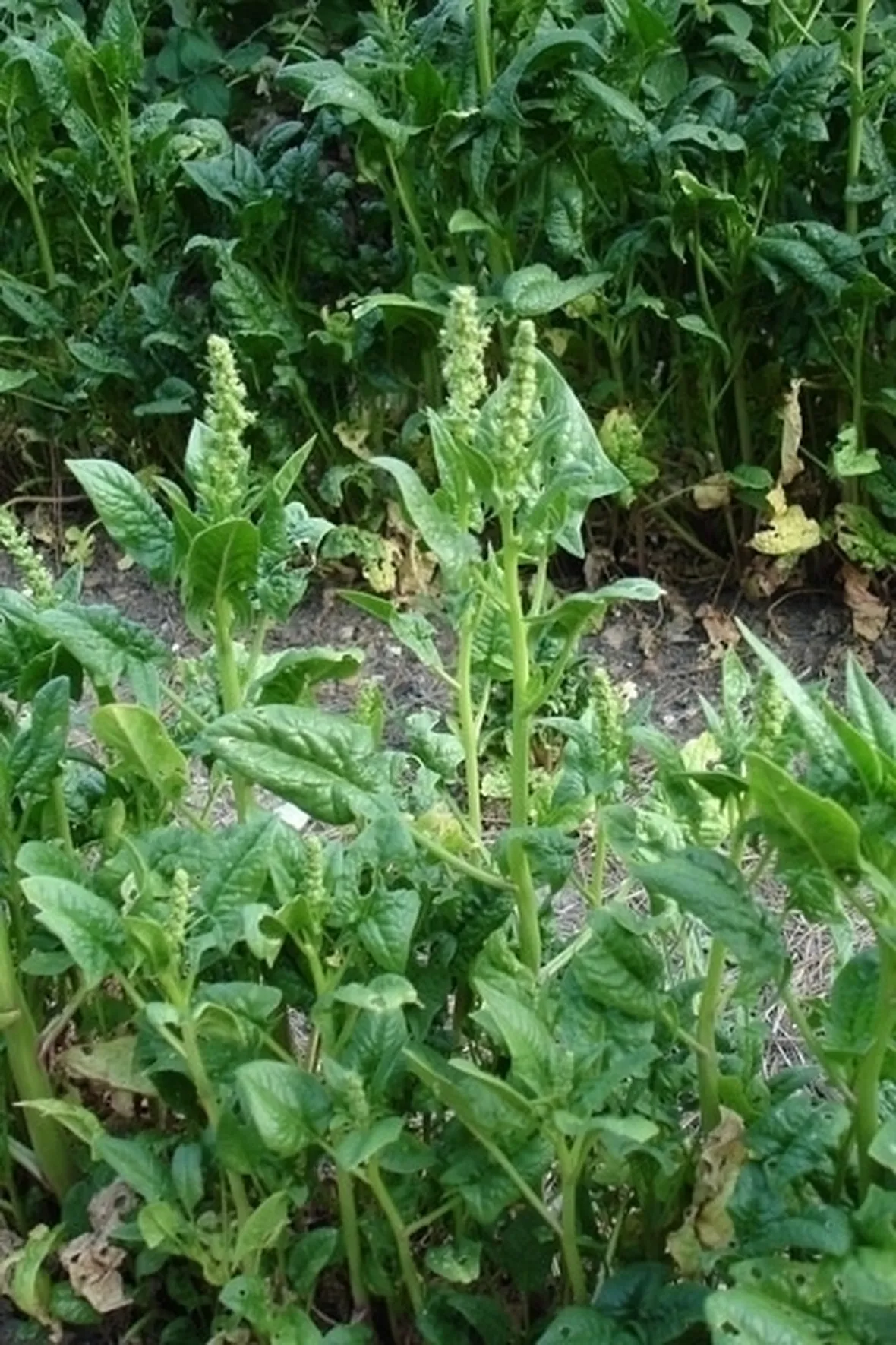 Origine e storia degli spinaci