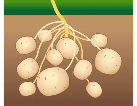Patata-10