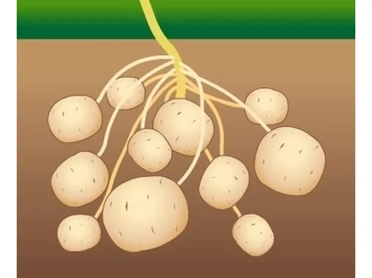 Patata-10