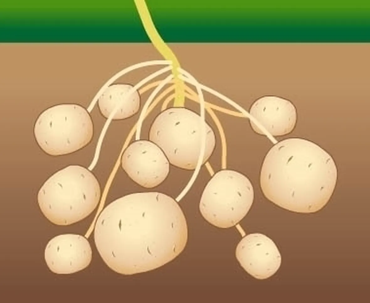 Patata-10