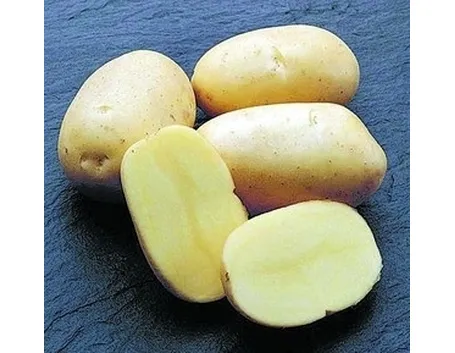 Patata-12
