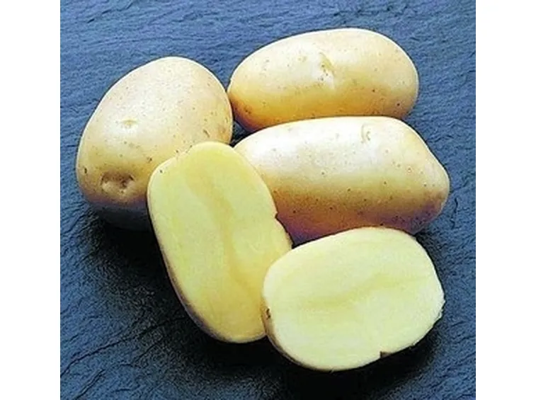 Patata-12