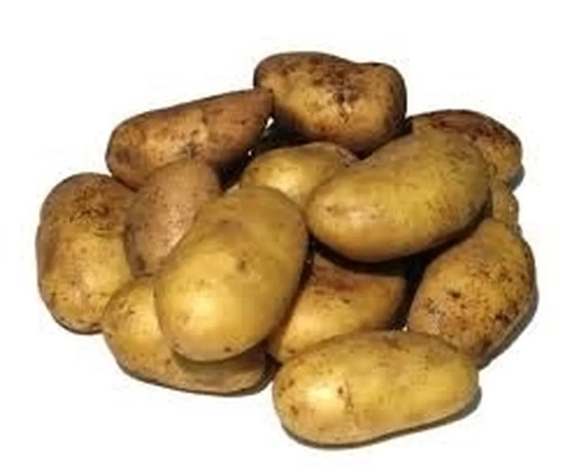 Patata-20