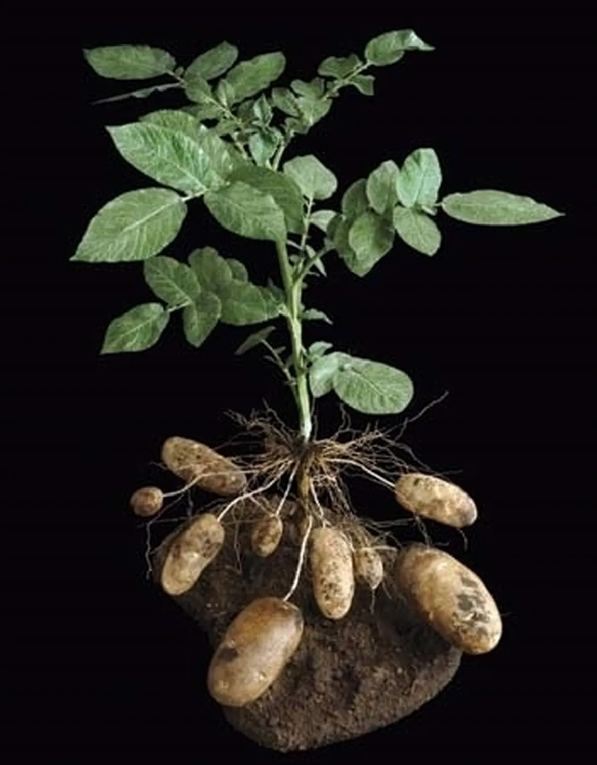 Patata-22