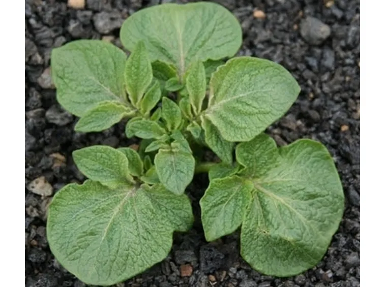 Patata-25