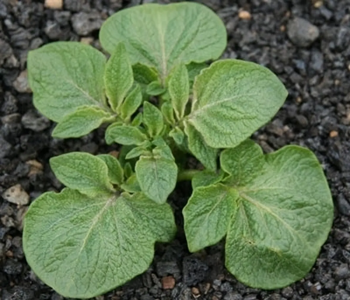 Patata-25
