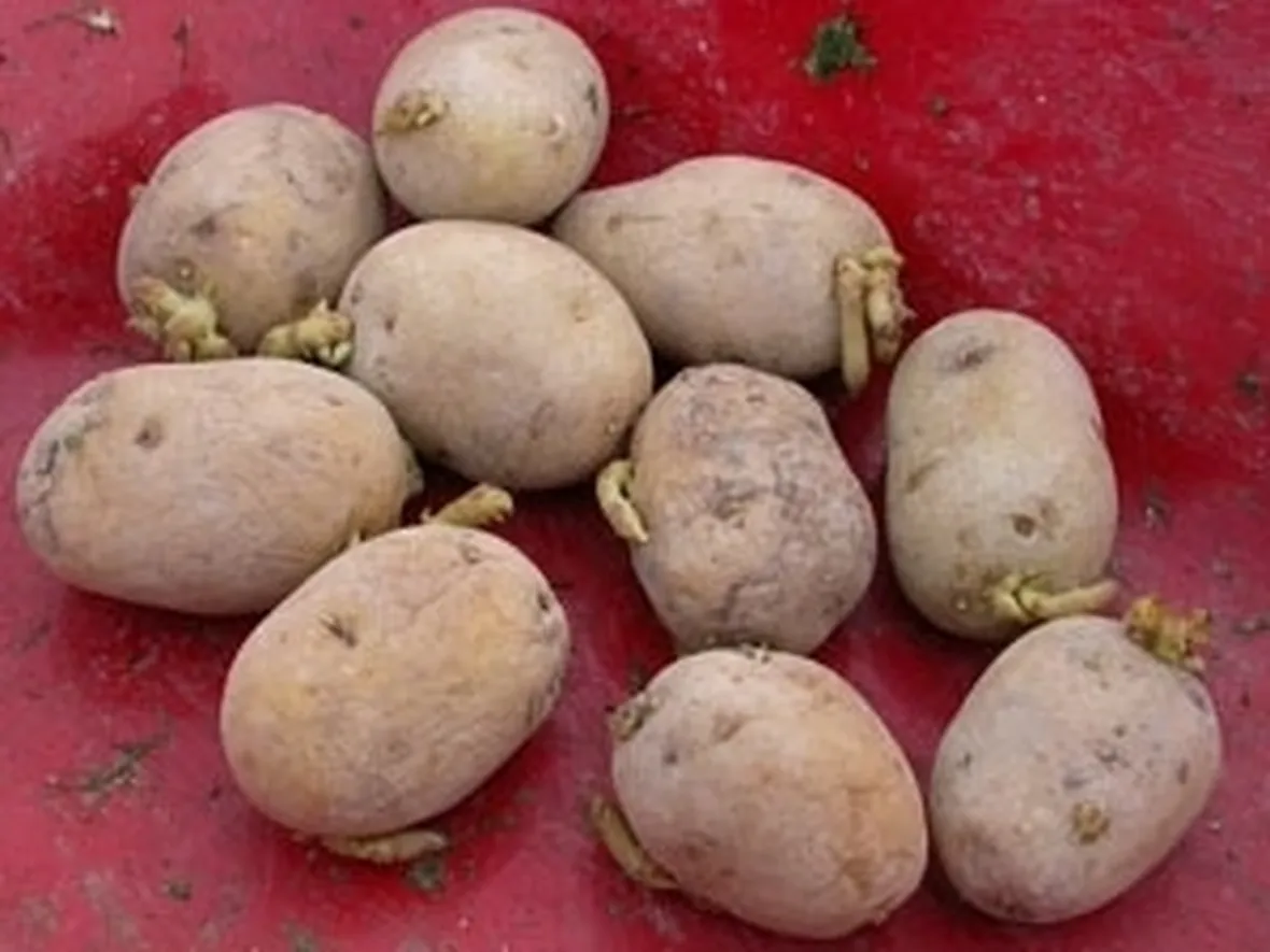 Patata-26
