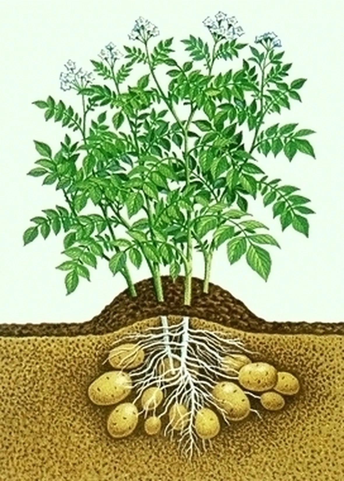 Patata-9