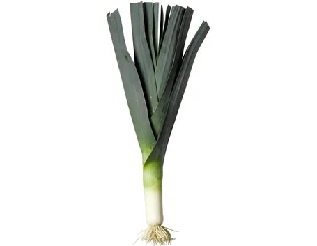 Porro-11