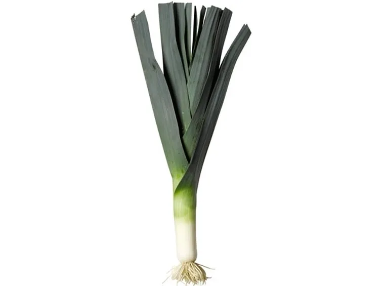 Porro-11