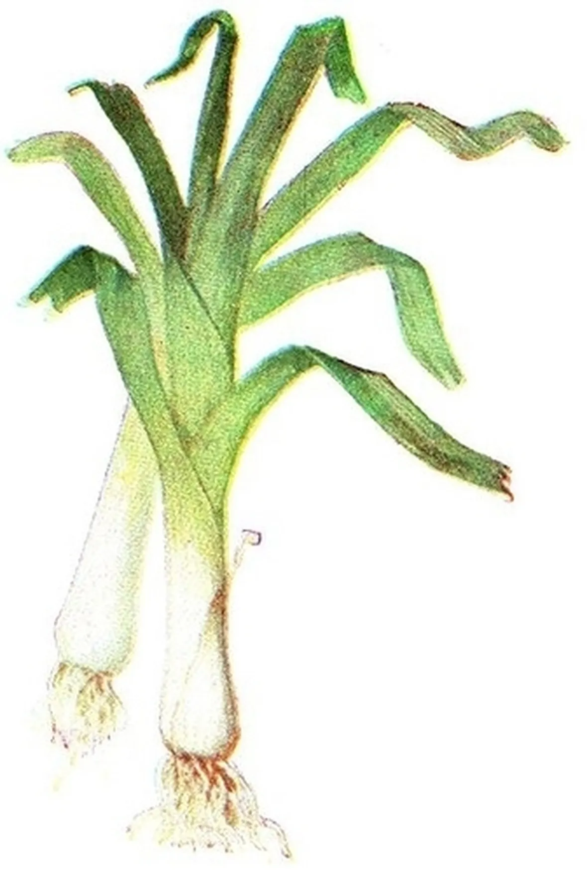 Porro-14