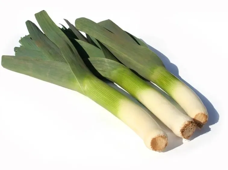 Porro-18