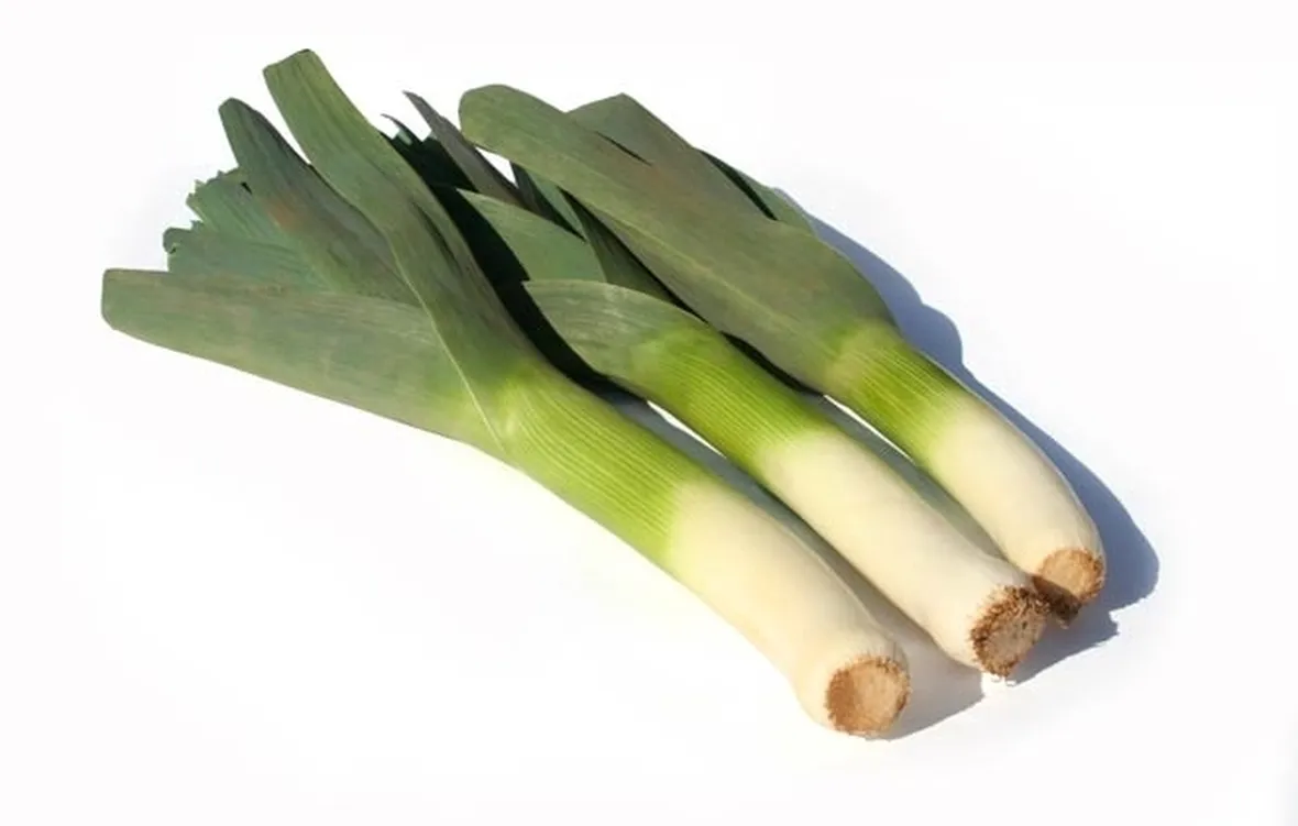 Porro-18