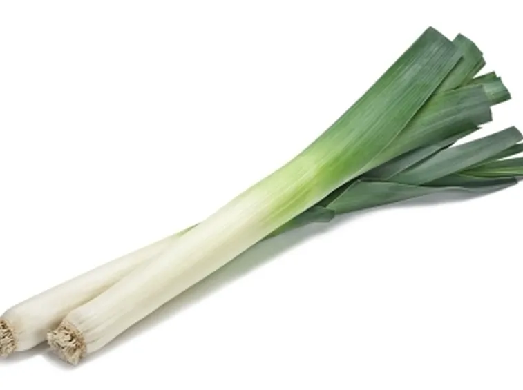 Porro-19