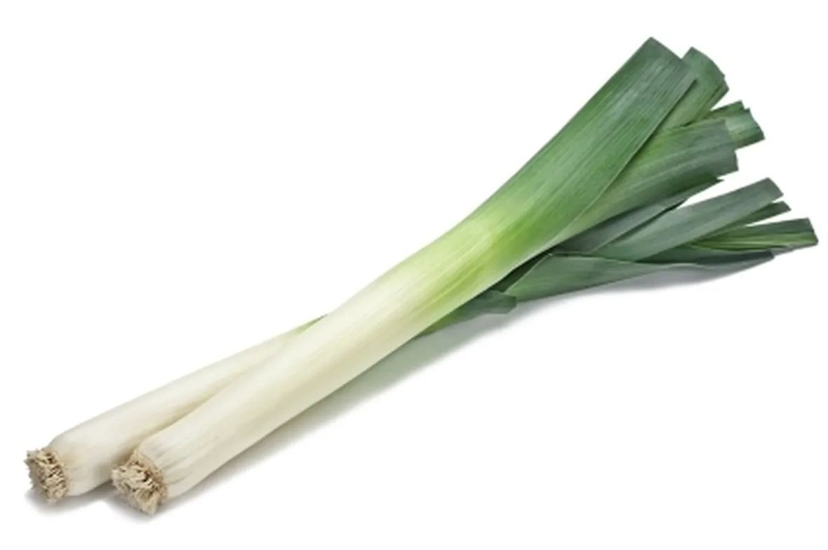 Porro-19