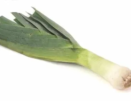Porro-24