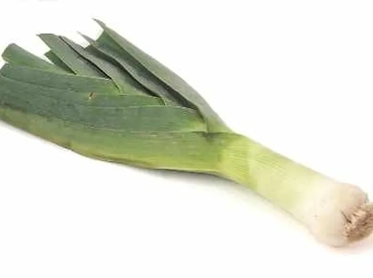 Porro-24