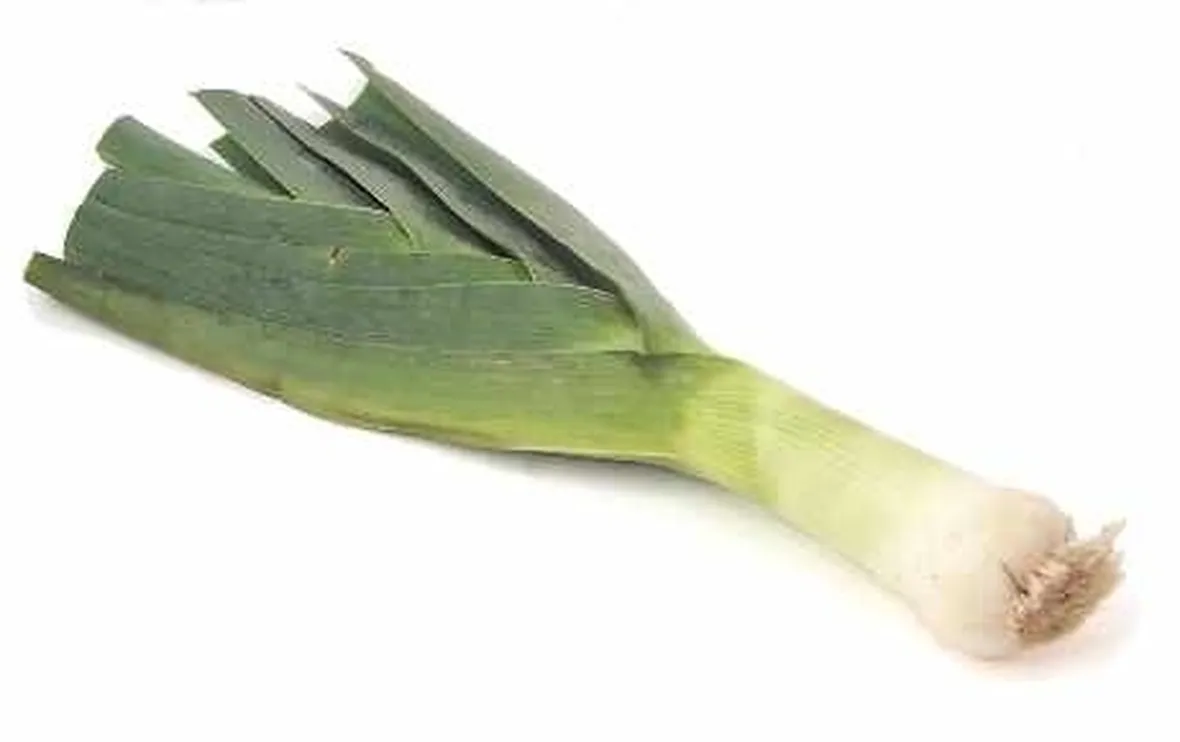Porro-24