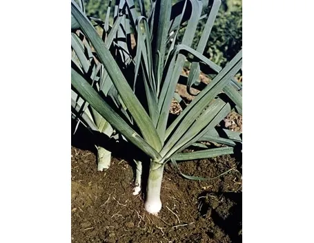 Porro-26