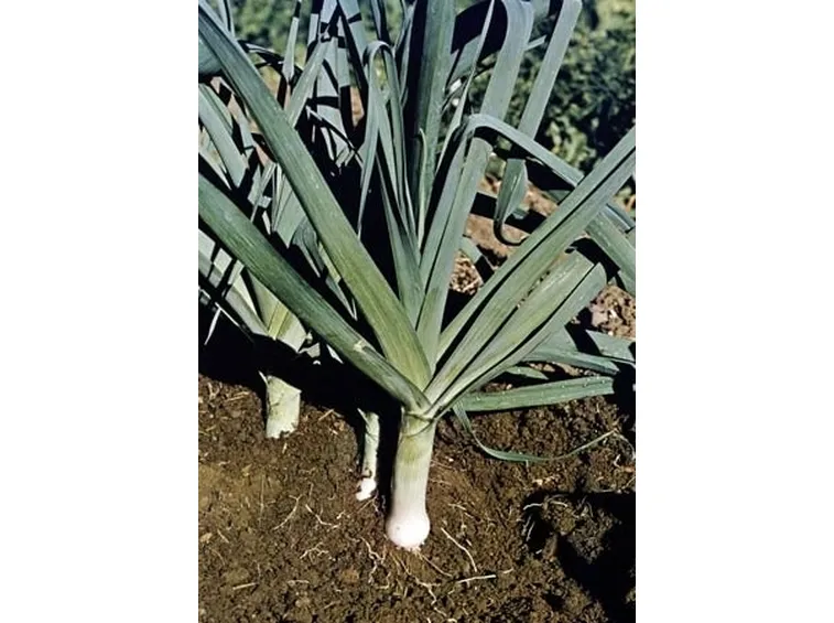 Porro-26