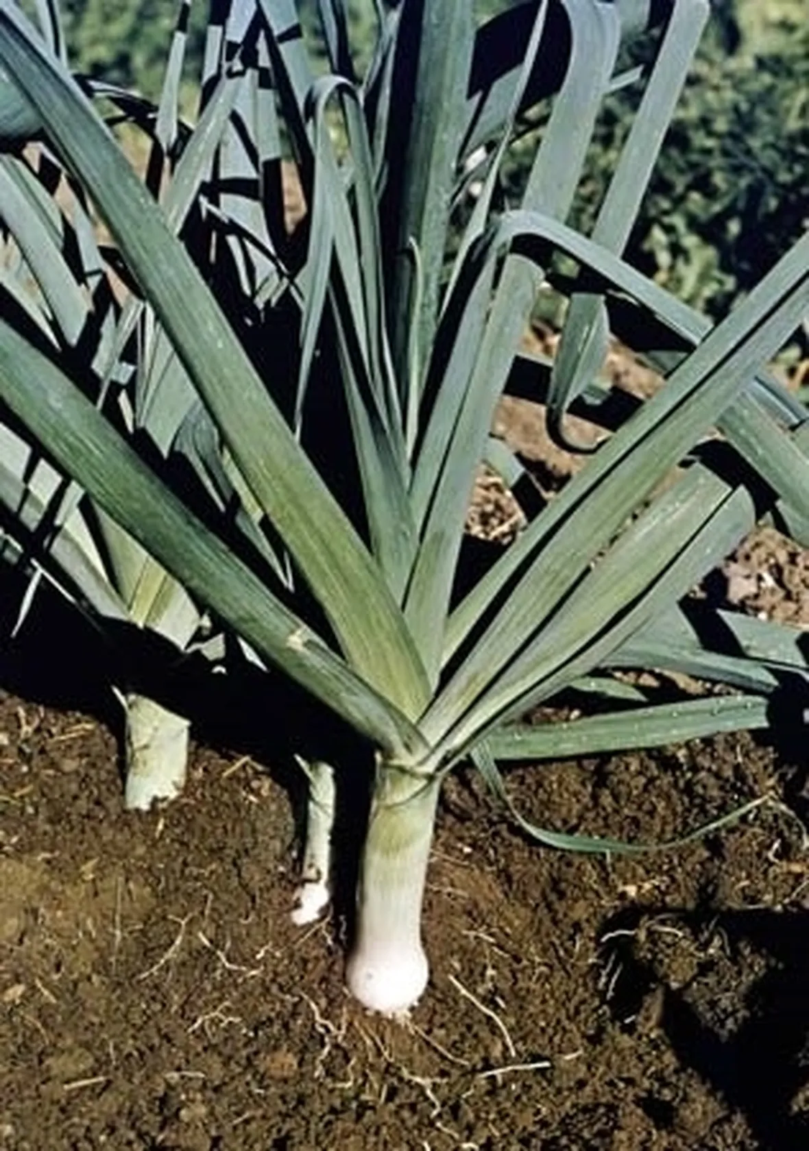 Porro-26
