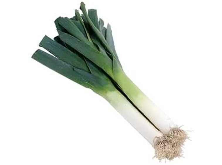 Porro-29
