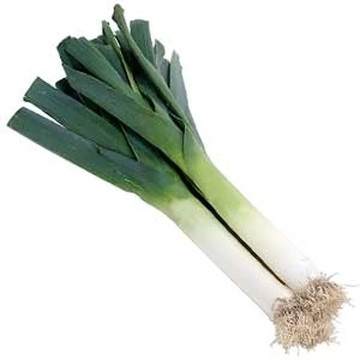 Porro-29