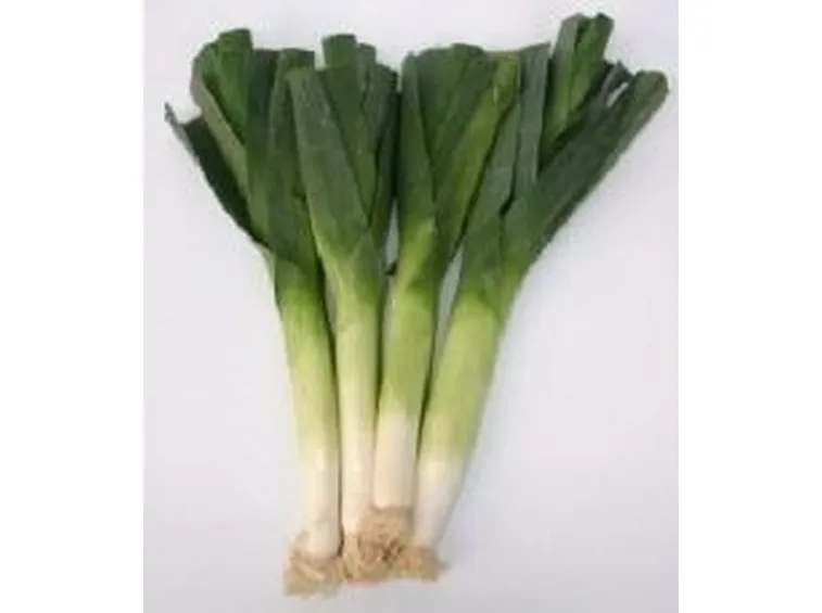 Porro-3