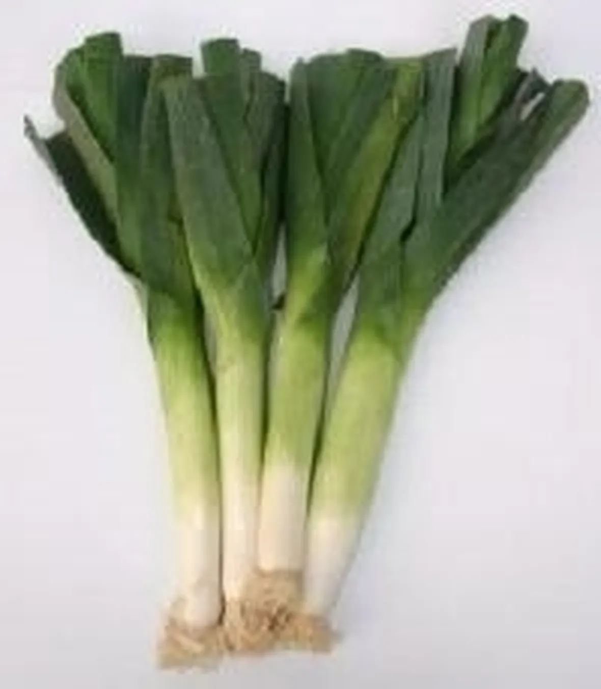 Porro-3