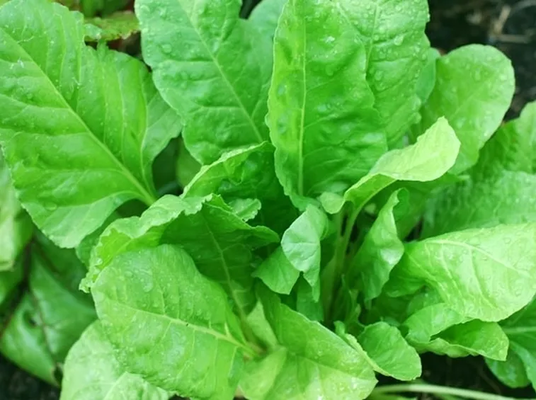 Proprietà spinaci