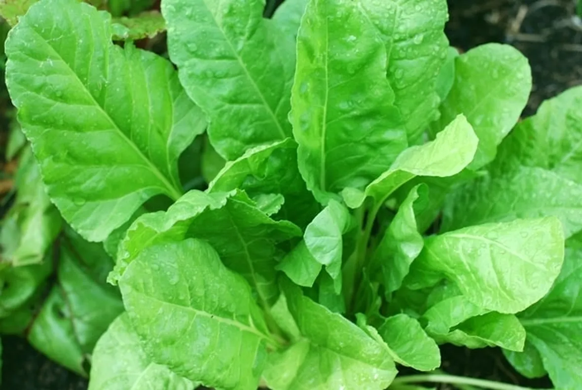 Proprietà spinaci