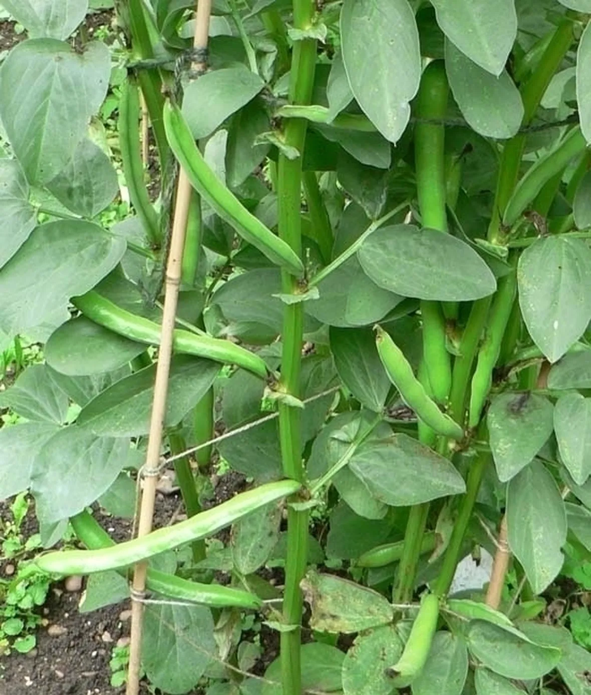 Semina fagioli