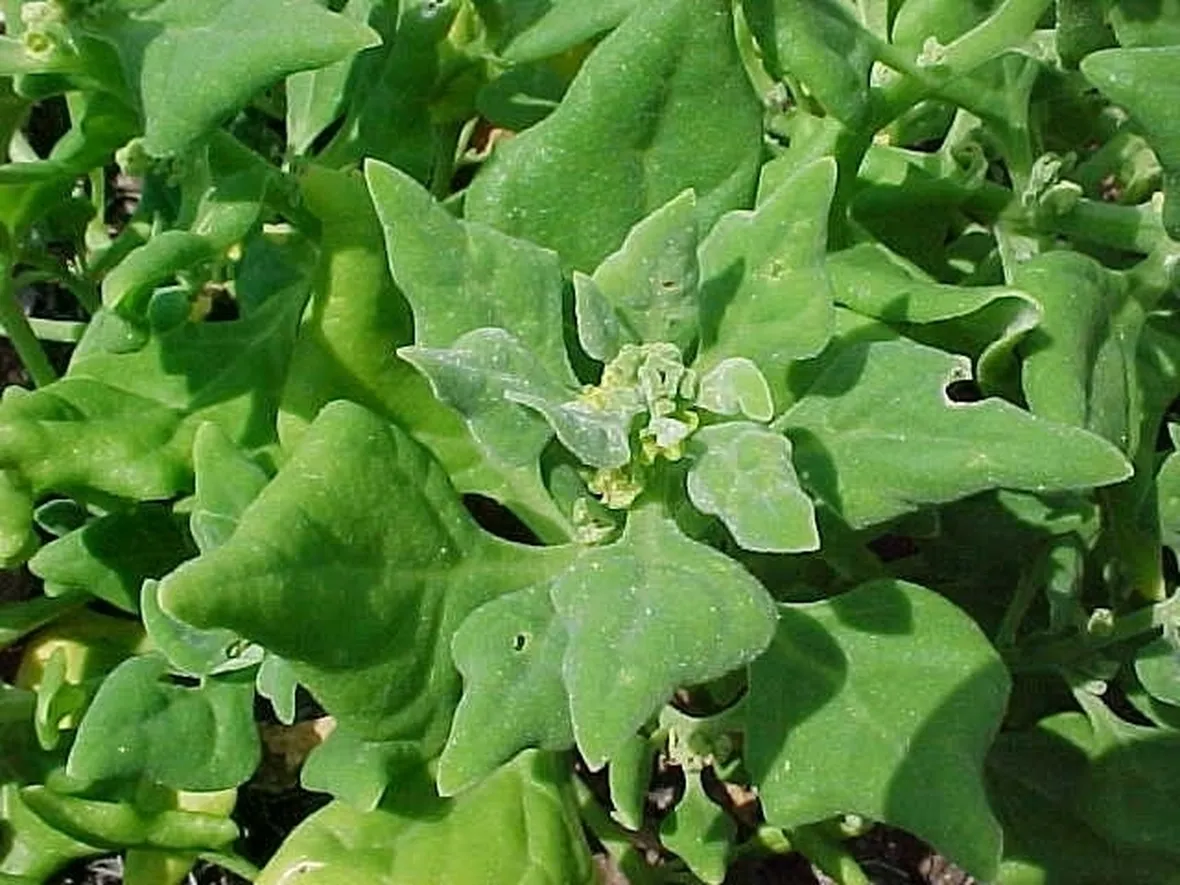 Spinaci-14