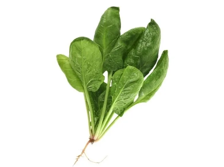 Spinaci-21