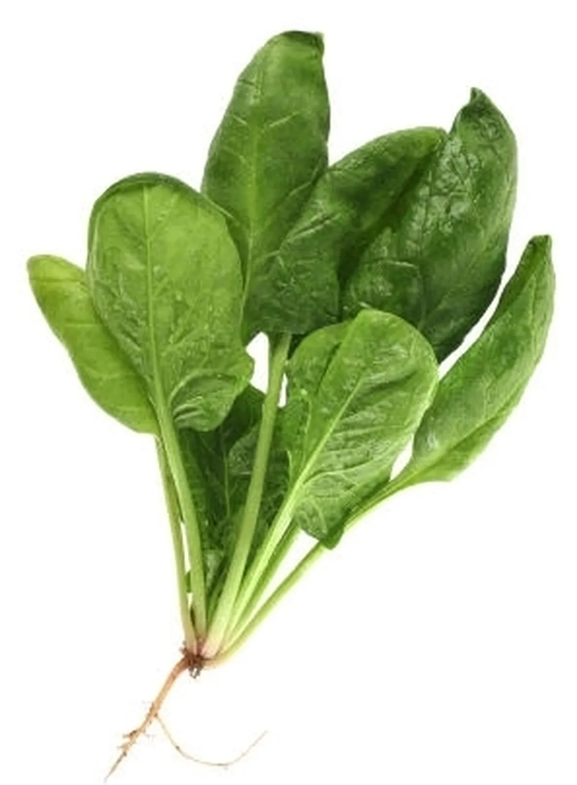 Spinaci-21