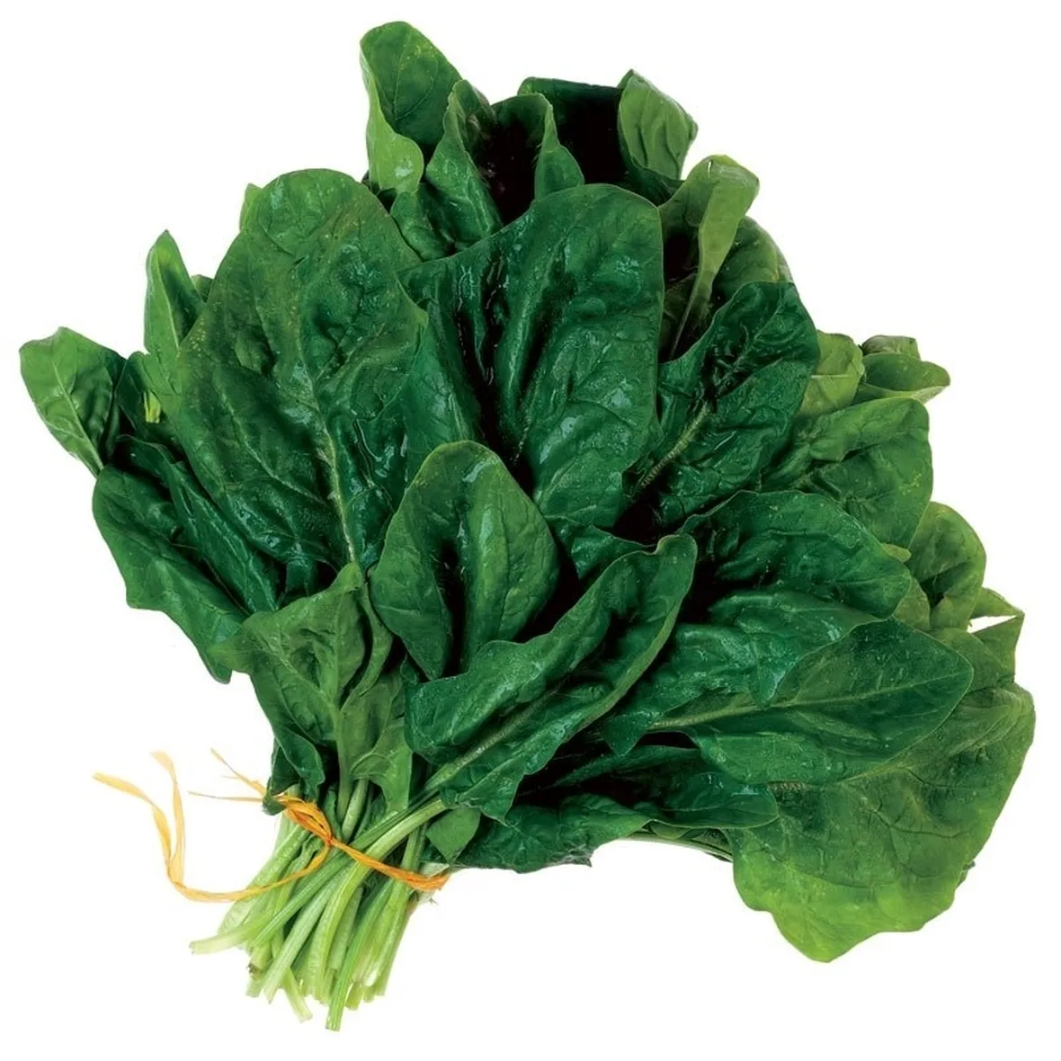 Spinaci-28