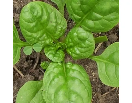 Spinaci