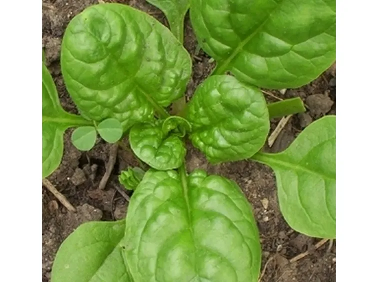 Spinaci