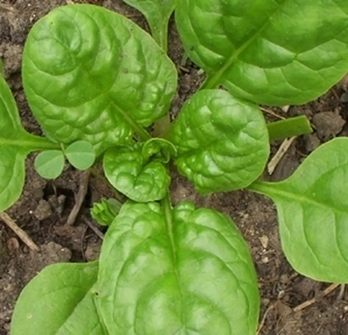 Spinaci