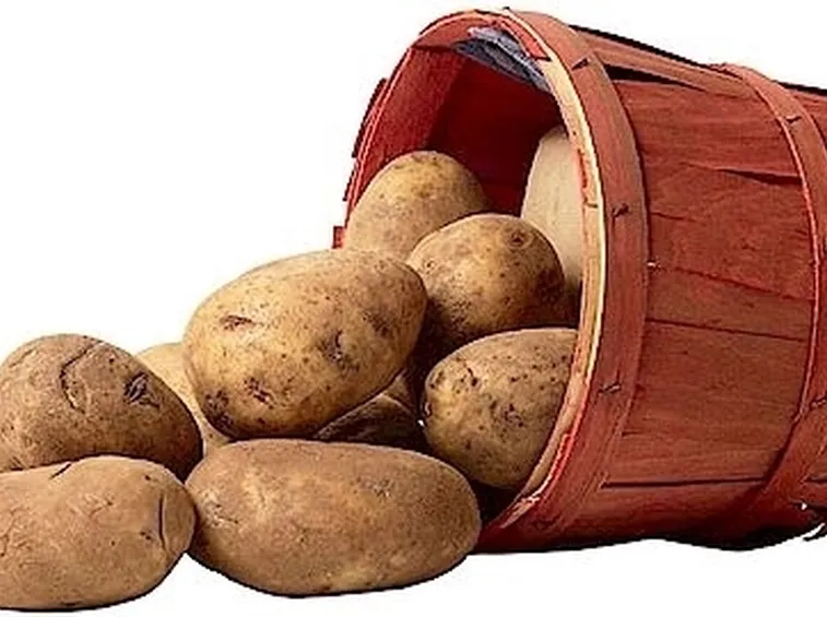 Stagionalità della patata